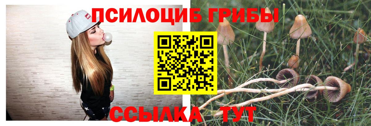 Красный Сулин  где можно купить   Вход с VPN  Псилоцибиновые грибы мицелий 