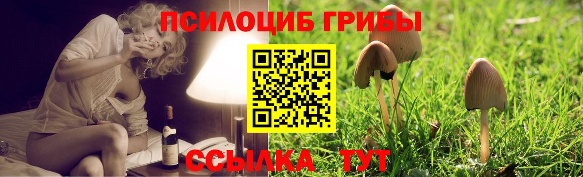 Псилоцибиновые грибы Psilocybe Красный Сулин